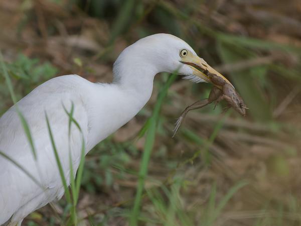 <h3><a href="/trips/gambia/biota/animalia/chordata/aves/015 pelecaniformes/002 ardeidae/bubulcus ibis/bubulcus ibis-nl.html">Bubulcus&nbsp;ibis</a> / Western&nbsp;cattle&nbsp;egret / Koereiger</h3>OM-1 Mark II met OLYMPUS M.150-400mm F4.5, 1/2000 sec  bij F4.5, ISO 3200, afstand 13.4&nbsp;m